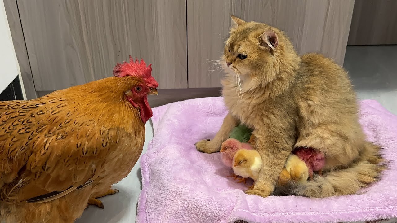 When the hen bullied the cat, a group of chicks bit the hen.The funniest animals in the world!cute.