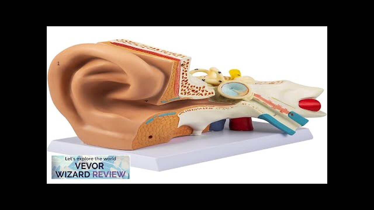 VEVOR Human Ear Anatomy Model 5 Times Enlarged Human Ear Model PVC Review