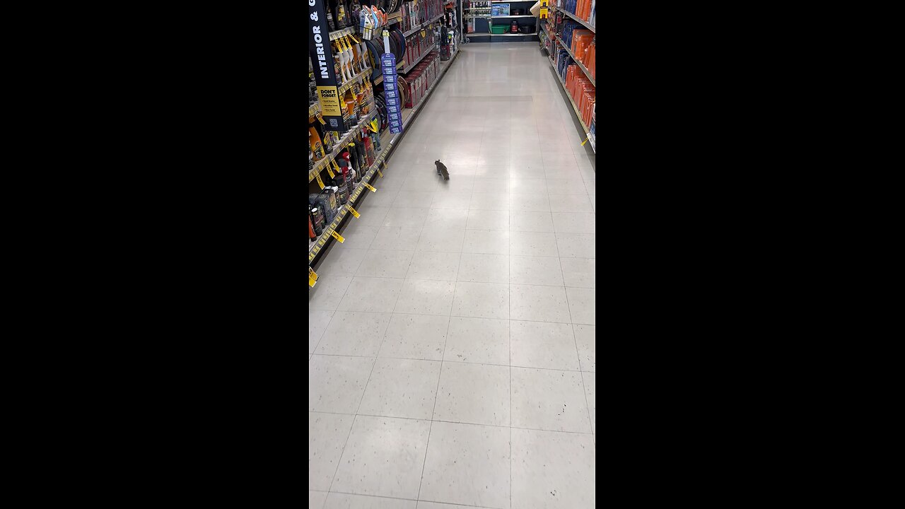 My WILD ANIMAL gets loose in public store.