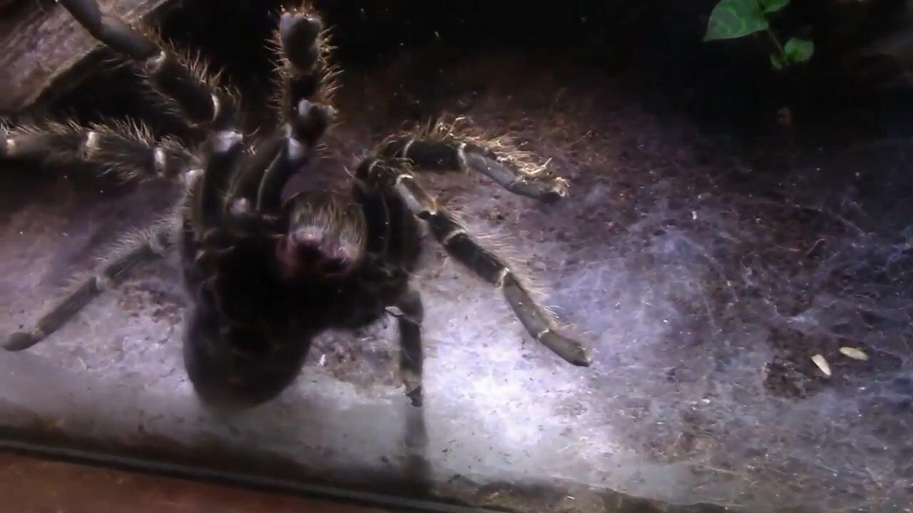 Creepy Crawly Things of the Jungle - Spiders, Scorpions and Bugs Oh My!