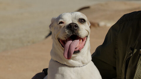 Watch rescued border dog when she realizes that Leo is her savior!