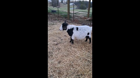 Goats on the farm