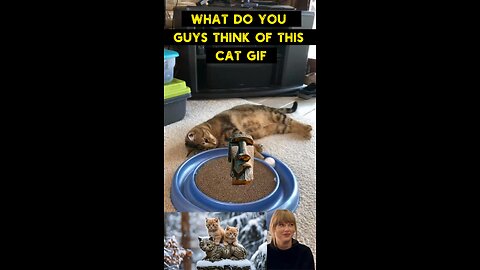 Cute Cat Gif