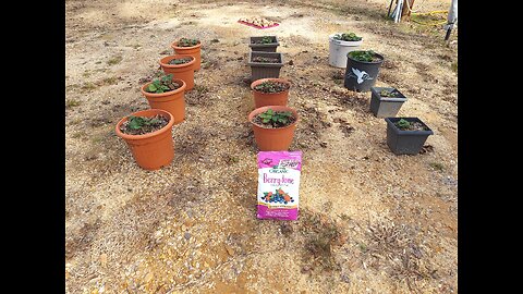 Fertilizing Our Strawberry And Blueberry Plants 1/30/25