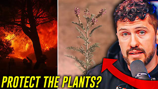 California's Fire Safety Was Halted to Save An Endangered Plant?