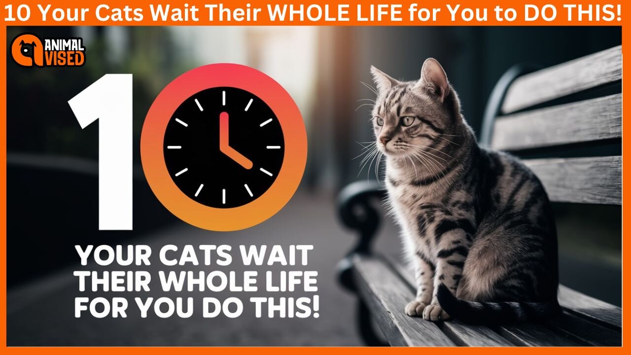 10 Your Cats Wait Their WHOLE LIFE for You to DO THIS! 🐾 | Animal Vised