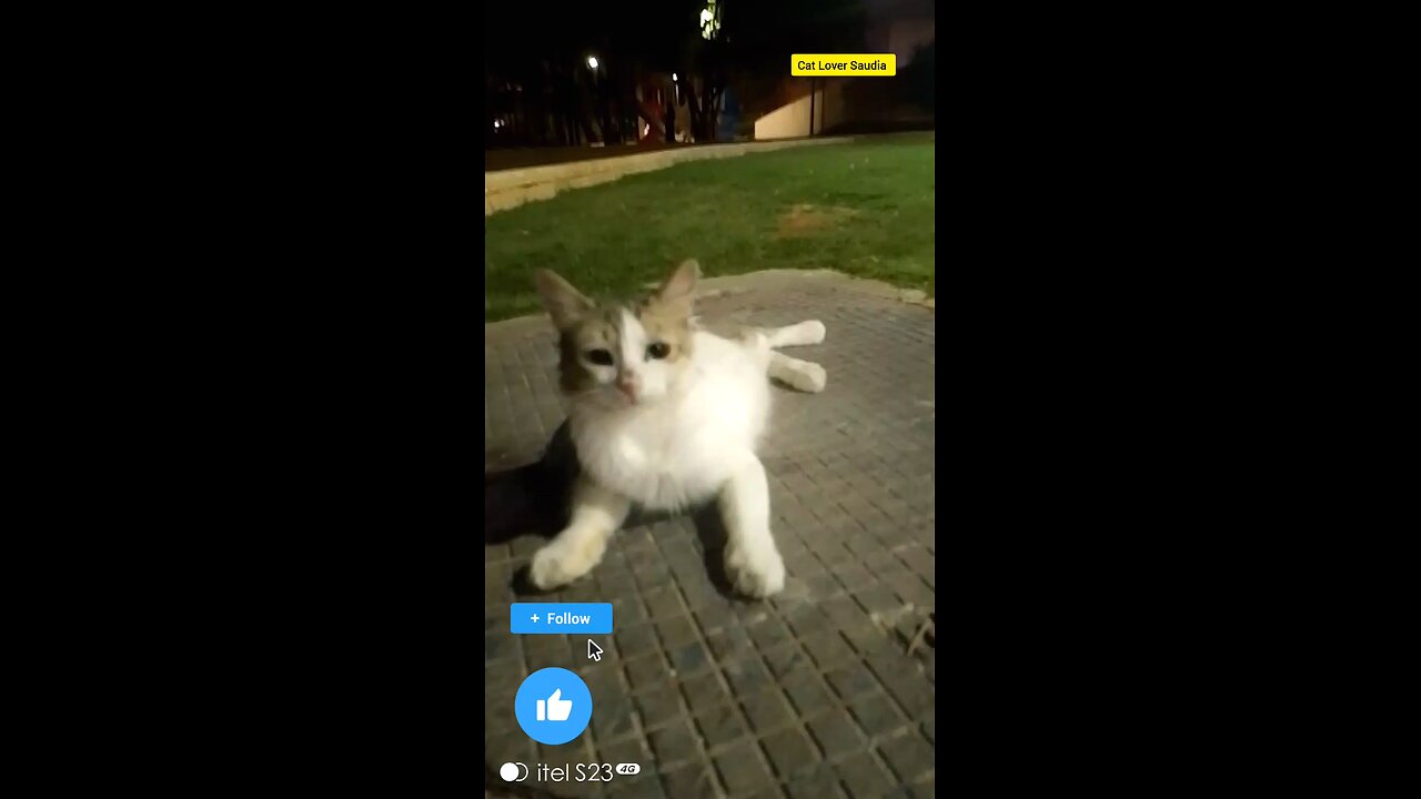 The new cat lover Saudia arbia visit fan Tiktok Facebook post