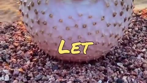 Funny Animal Videos 2023 - Comedy Voiceover! #12🤣🤣🤣
