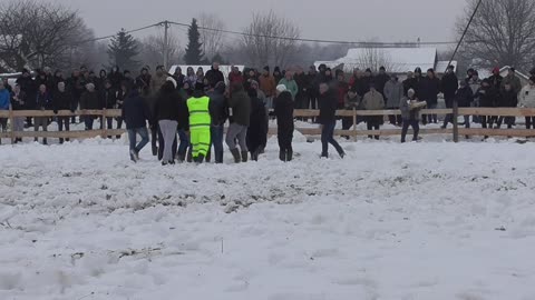 Manđipoko od Živčića vs Medonja od Šteke Vitez 2024