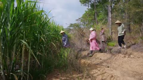 Fresh sugarcane is traditionally boiled, making enough rock and brown sugar to last the whole year!