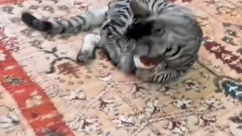 "Cat Loves Its New Bird Toy and Stays Busy Playing"