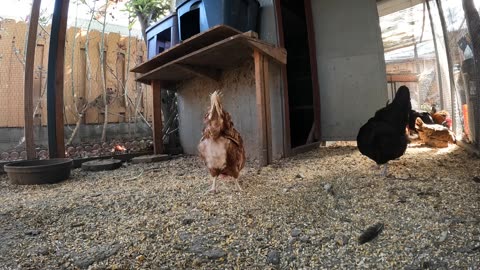 Backyard Chickens Fun! Relaxing Sounds Noises Hens Clucking Roosters Crowing!