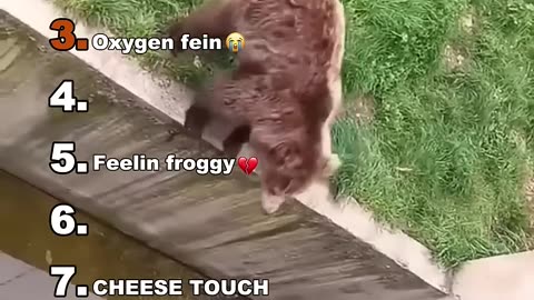 funny animal videos