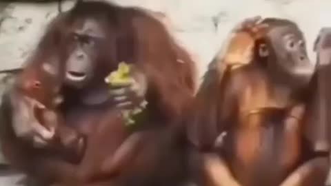 Sibling Rivalry