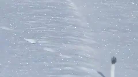 White Mountain Ermine prancing through the snow