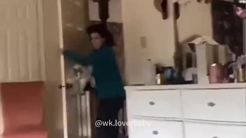 Funny cats and animals videos