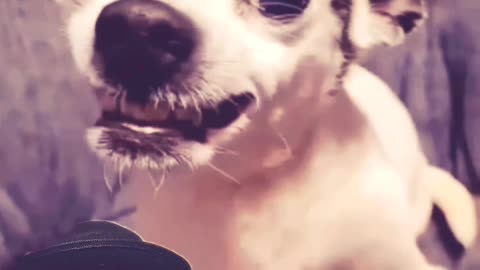 Cuando llevas a exorcisar a tu chihuahua 😂
