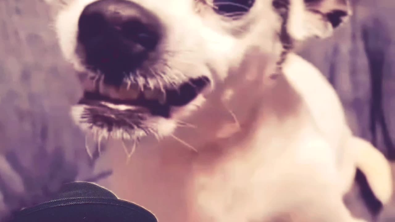 Cuando llevas a exorcisar a tu chihuahua 😂