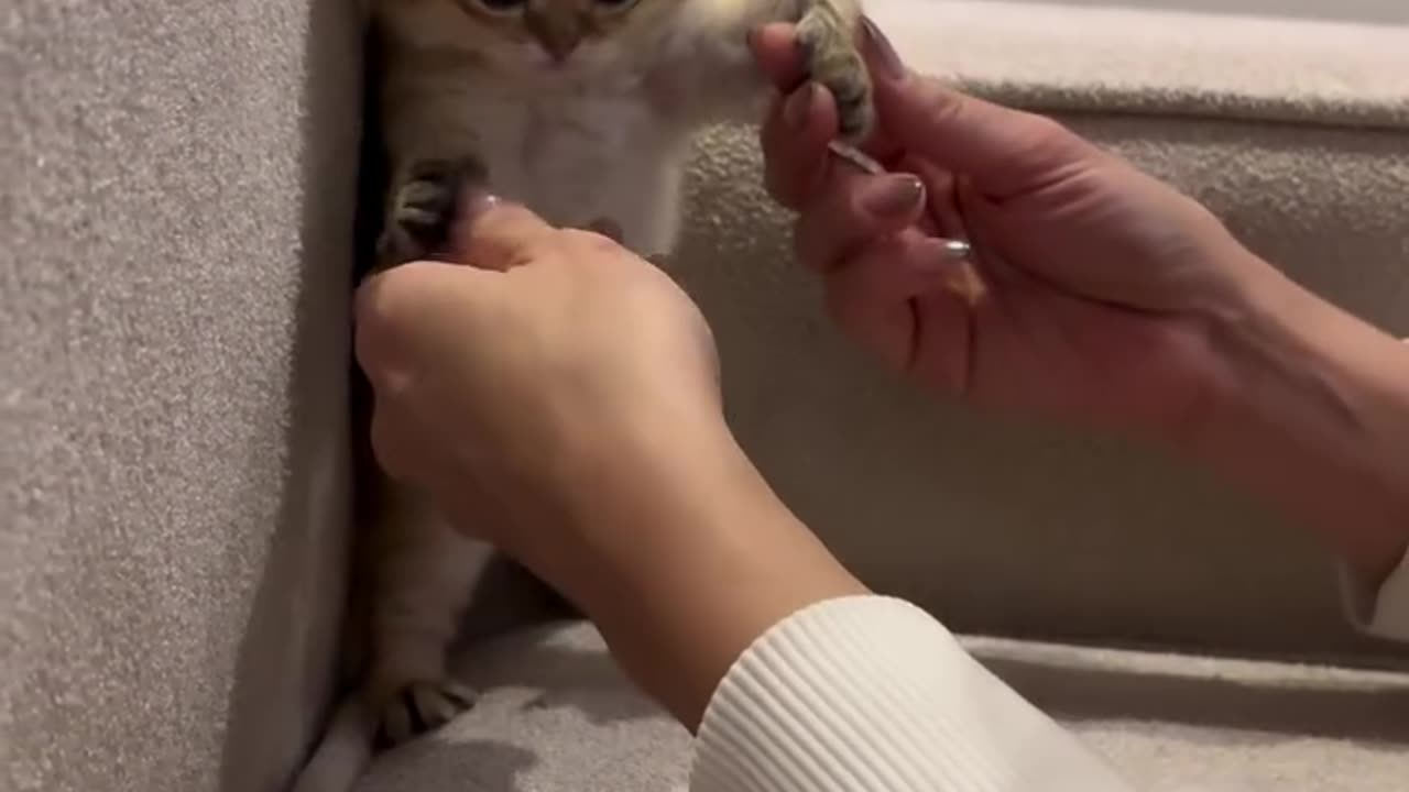 Mom and best cat😍🥰❤️