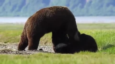 Two Big Bears Battle