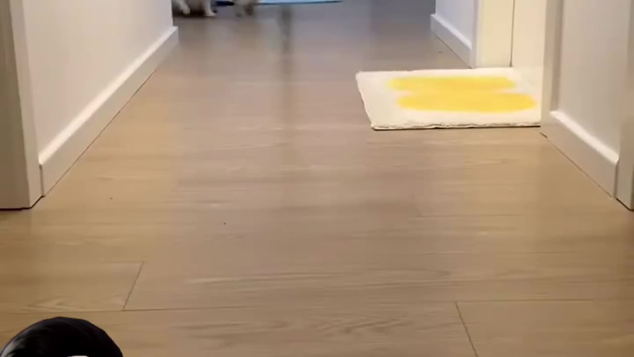 Cats are the most funny pet