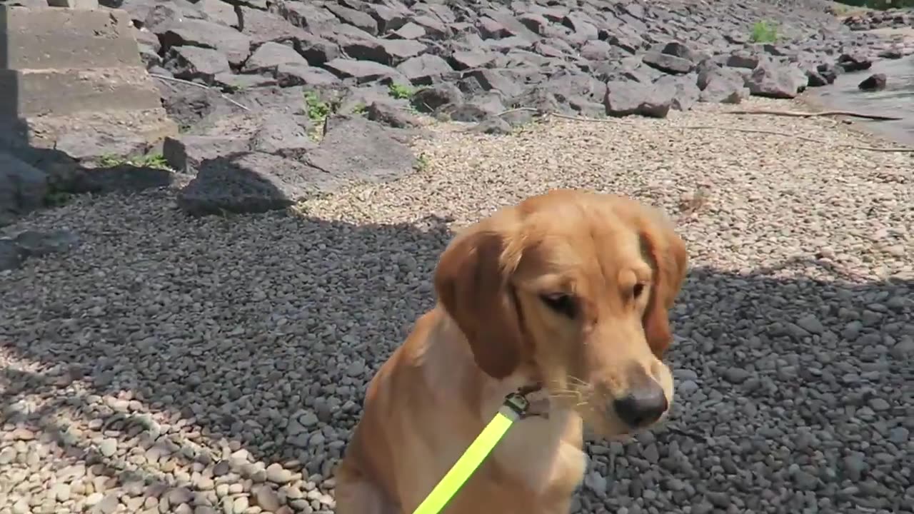 golden-retriever-plays-in-banana-pool