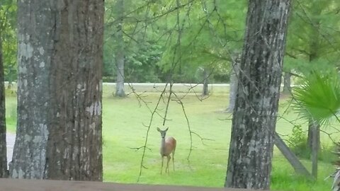 Wildlife on my Property