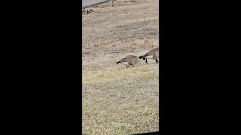 Cute Geese couple