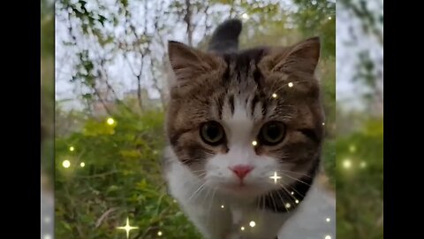 A Kitten's Adventure in a Sparkling Garden