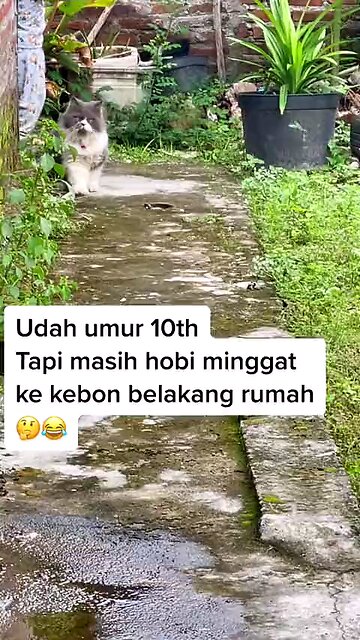 Funny Cat Videos 17 - cat likes to sulk