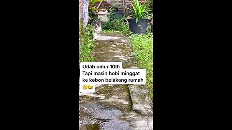 Funny Cat Videos 17 - cat likes to sulk