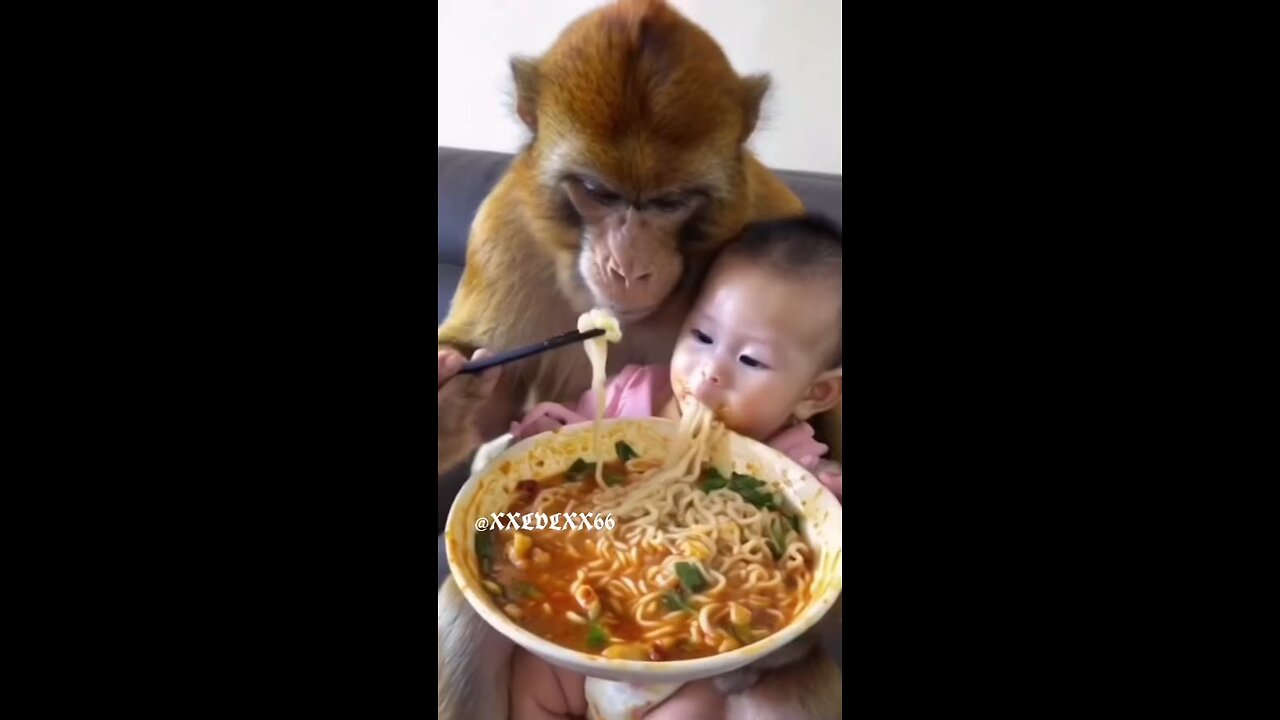 Kipi monkey feeding cute vaby