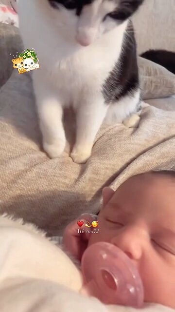 ,❤️❤️❤️🥰🥰😍😍 kitties love the babys