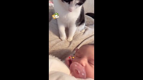 ,❤️❤️❤️🥰🥰😍😍 kitties love the babys