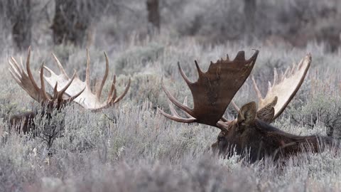 The Beauty Of God's Precious Animals