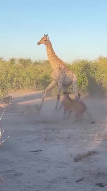 "Unbelievable! The Terrifying Moment a Giant Giraffe Gets Hunted by Lions!"