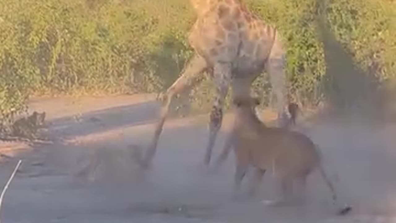 "Unbelievable! The Terrifying Moment a Giant Giraffe Gets Hunted by Lions!"