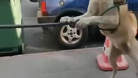 Funny animals