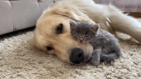 Dog’s Loving Moments With Kitten ! Prepare To Melt!