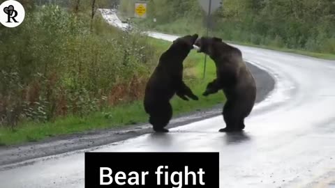 Epic Grizzly Bear Fight