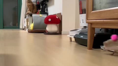 Hedgehog and cat playing hide and seek 🤣