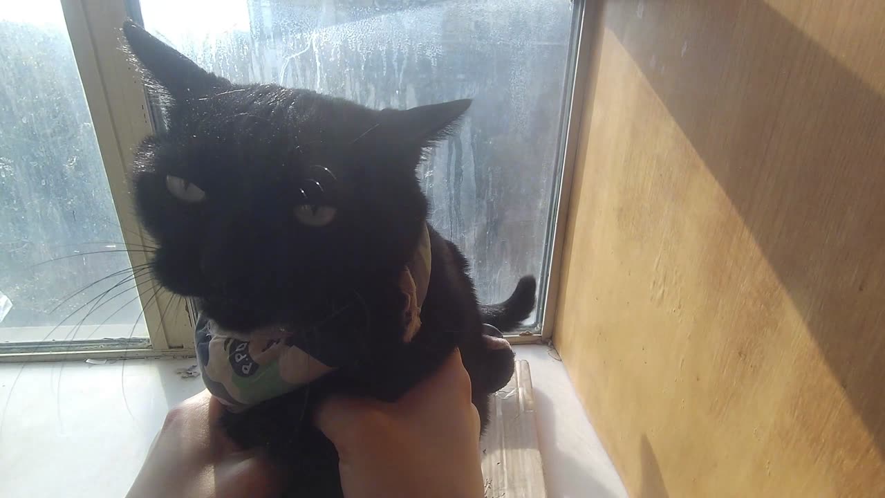 My pet cat vlog, his name is Heihei, 01/05, 2025, he is unhappy， #catvideo #asmr