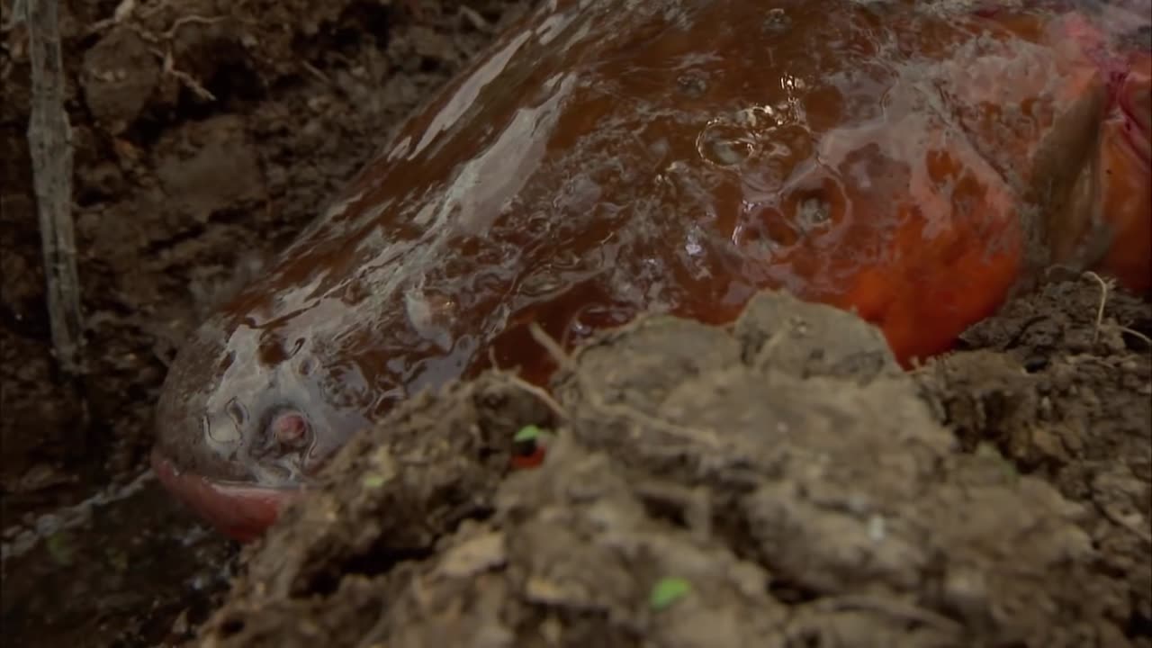 Catching A Giant Electric Eel With Rubber Gloves | EEL | River Monsters