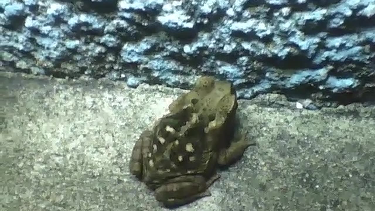 Frog stands on the sidewalk near of the wall on a cold night [Nature & Animals]