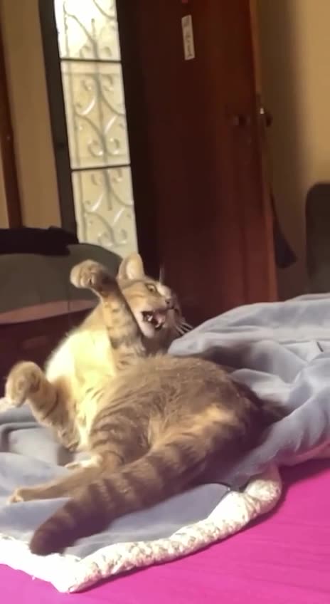 How the cats and dogs rivalry began 😂