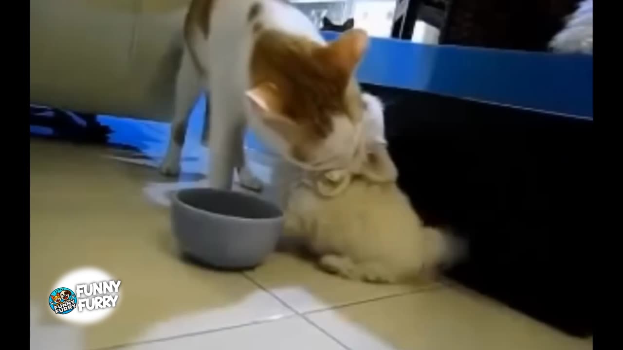 Ultimate Funny Animal Compilation 2025 😂 | Try Not to Laugh!