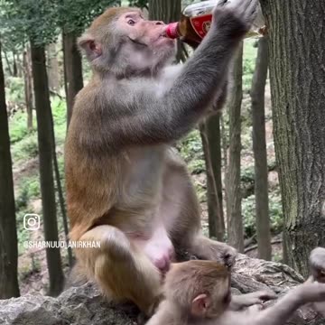 Someone got into the liquor cabinet and is celebrating Christmas early