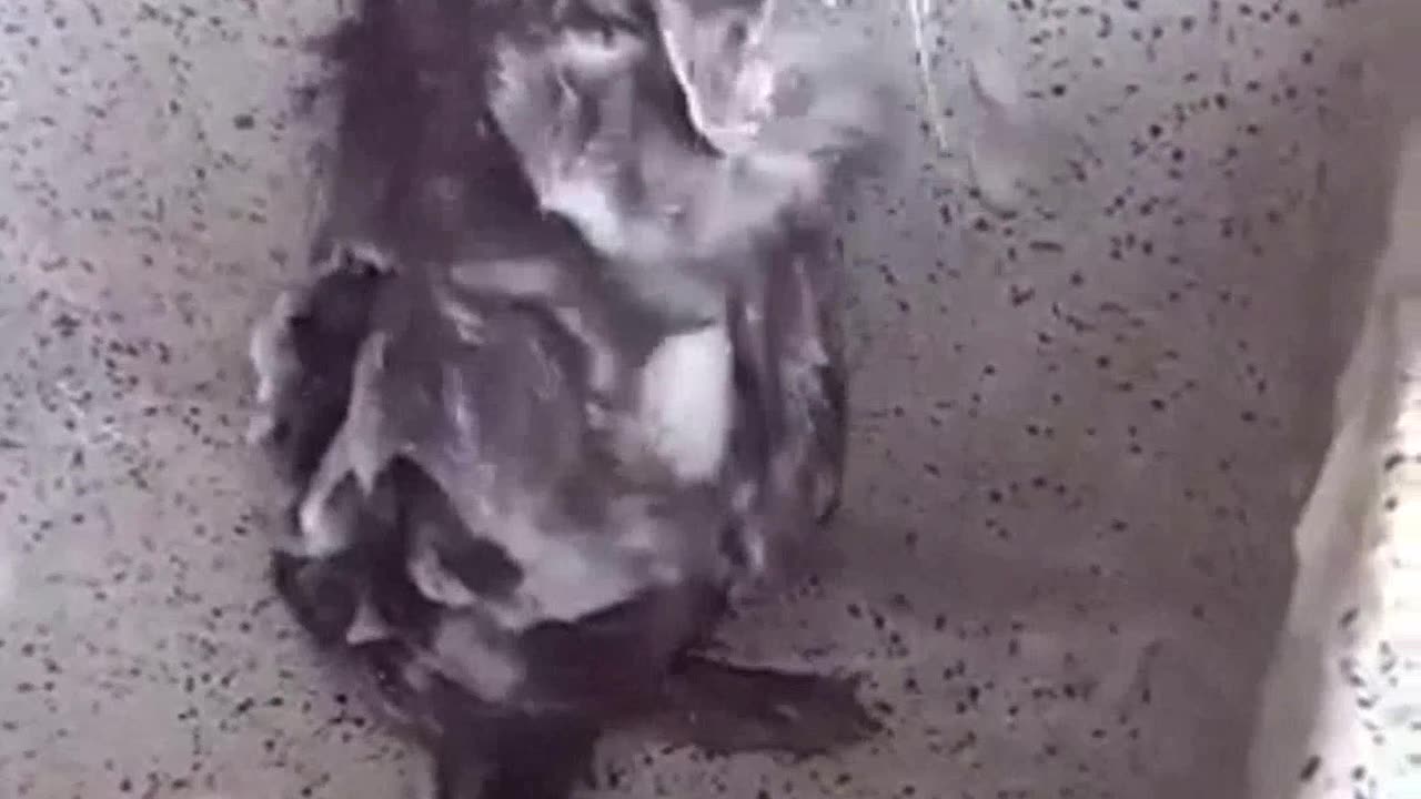 Funny Rat taking a shower 🐀🛁