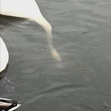 Wood Ducks swans and geese