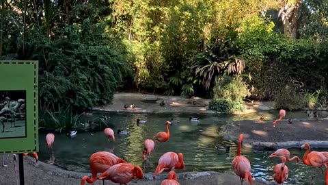 San Diego Zoo Flamingo Garden